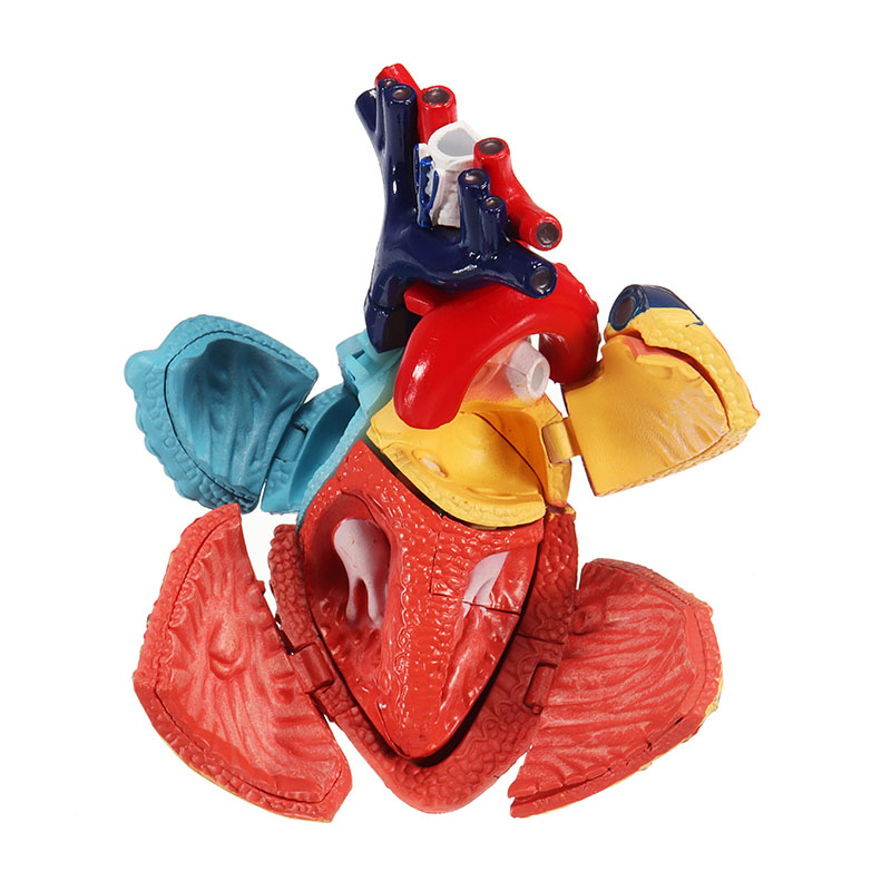 

4D MASTER STEM Медицинская Модель Цветная Сердце Ассамблея Анатомия Человека Габаритная Модель Наука Игрушки