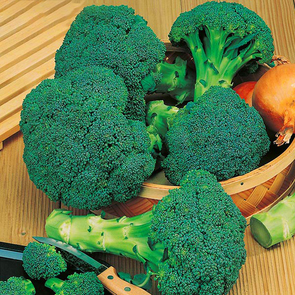 

Egrow 100Pcs / Pack Цветная капуста Семена Сад Кухонная ферма Органические овощи Семена Посадка