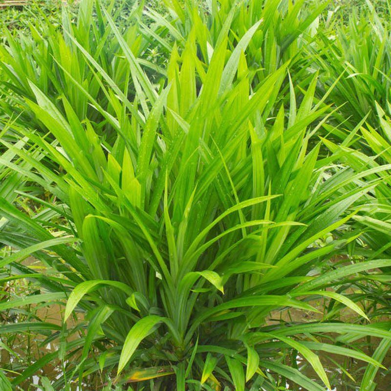 

Egrow 50Pcs/Bag Fragrant Grass Seeds Annual Pandan Flower Potted Seeds Fragrant Spices DIY Home Garden Bonsai Plant Seed