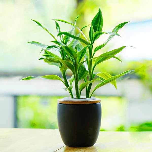 

Egrow 30 PCS/Pack Lucky Bamboo Seeds Bonsai Absorb Dust Tree Plant Anti Radiation Dracaena Home Garden