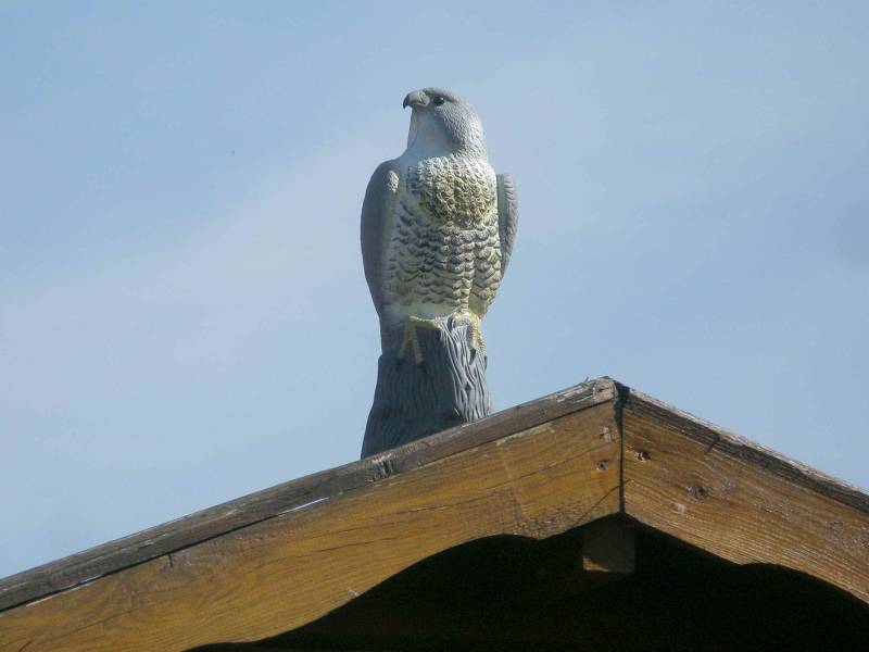 Simulation Falcon Hawk Decoy Bird Pigeon Deterrent Scarer Repeller Garden Lawn 