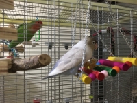 Wood Parrot Parakeet Budgie Cockatiel Cage Hammock Toys Bird Swing Hanging