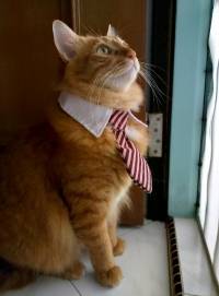 Pet Adjustable Dog Cat Tie Wedding Tuxedo Fancy Dress Necktie Collar