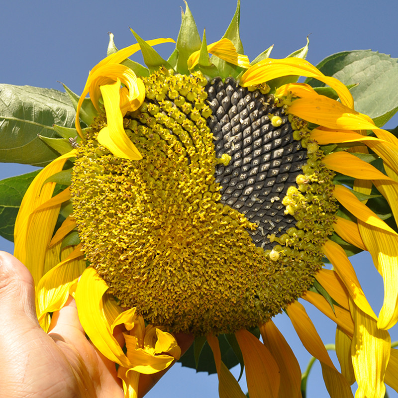

Egrow 30Pcs/Pack Giant Sunflower Seeds Home Garden Planting Ornamental Plants