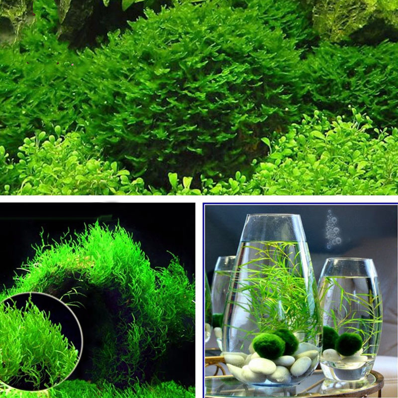 

Egrow 200PCS/Pack Moss Live Aquatic Plants Seeds Aquarium Water Grass Bonsai Flower Landscape Decoration Ornament