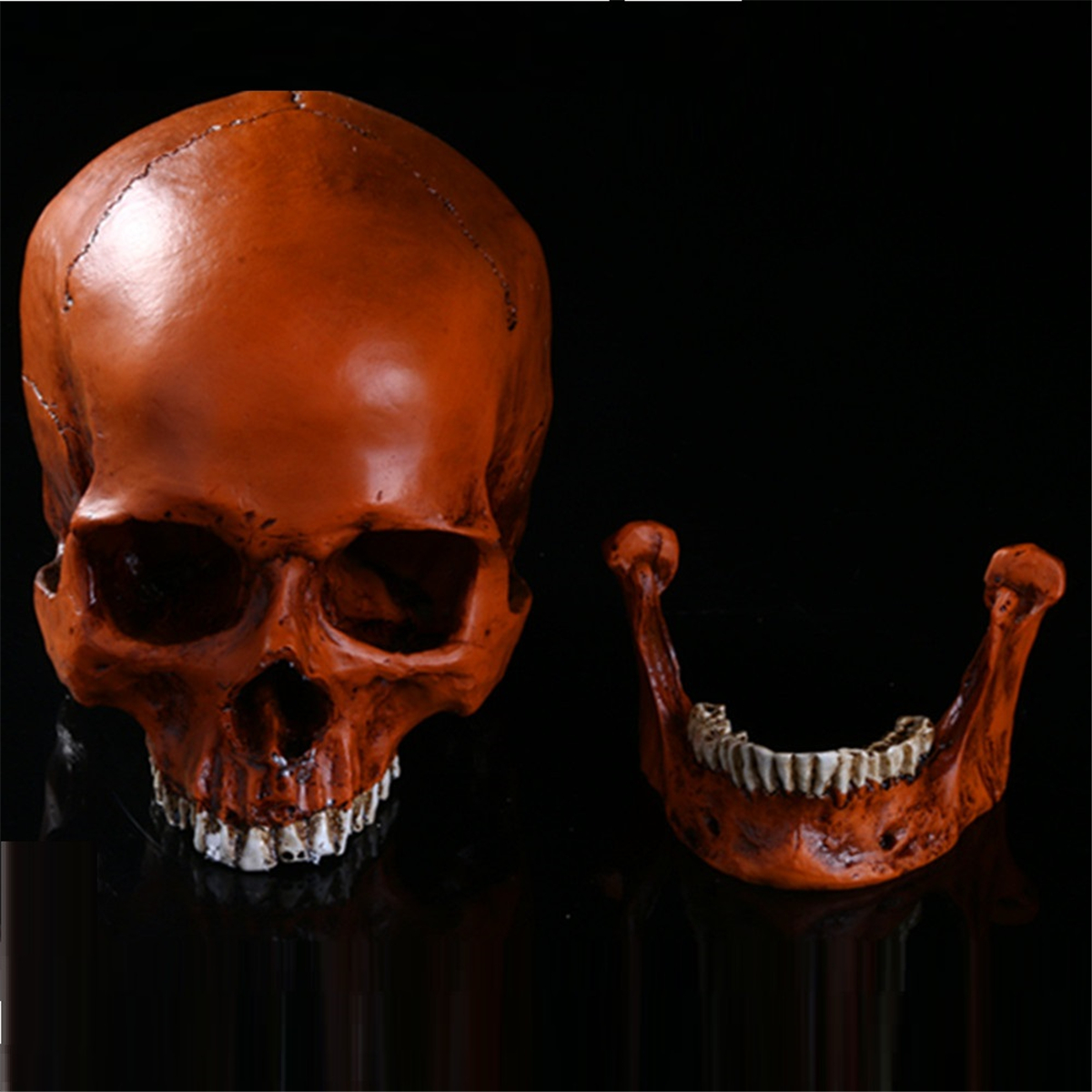 

1: 1 в натуральную величину человеческая анатомическая анатомия смола головы скелет Череп Медицинская модель обучения