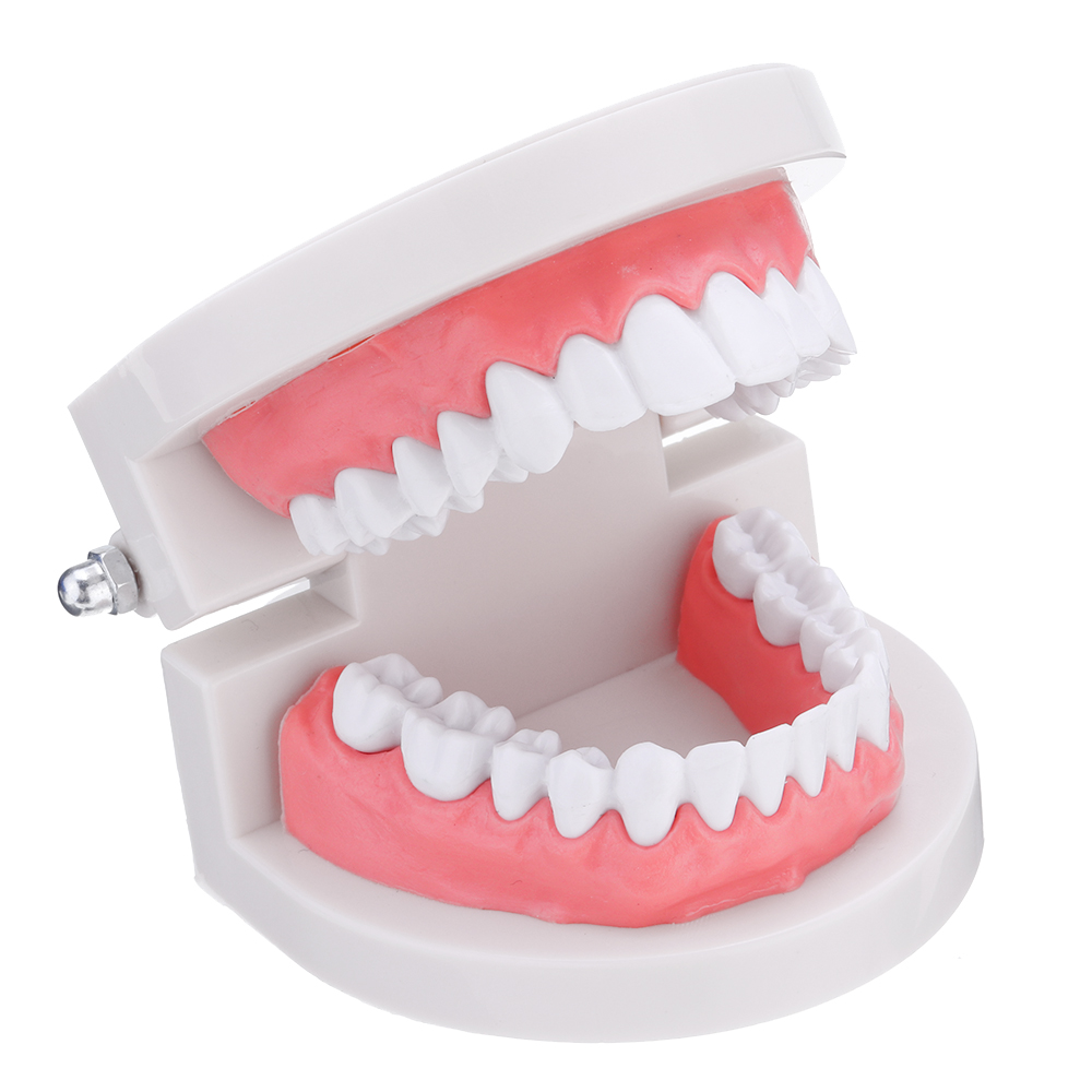 Десна купить спб. Dental model (dm12) фотополимер. Муляж зубов. Муляж челюсти с зубами. Макет челюсти.