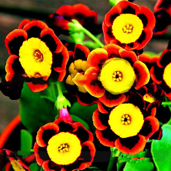 

Egrow 100 Pcs/Pack Petunia Bonsai Seeds Colorful Star Petunia Flower Garden Patio Potted Plant
