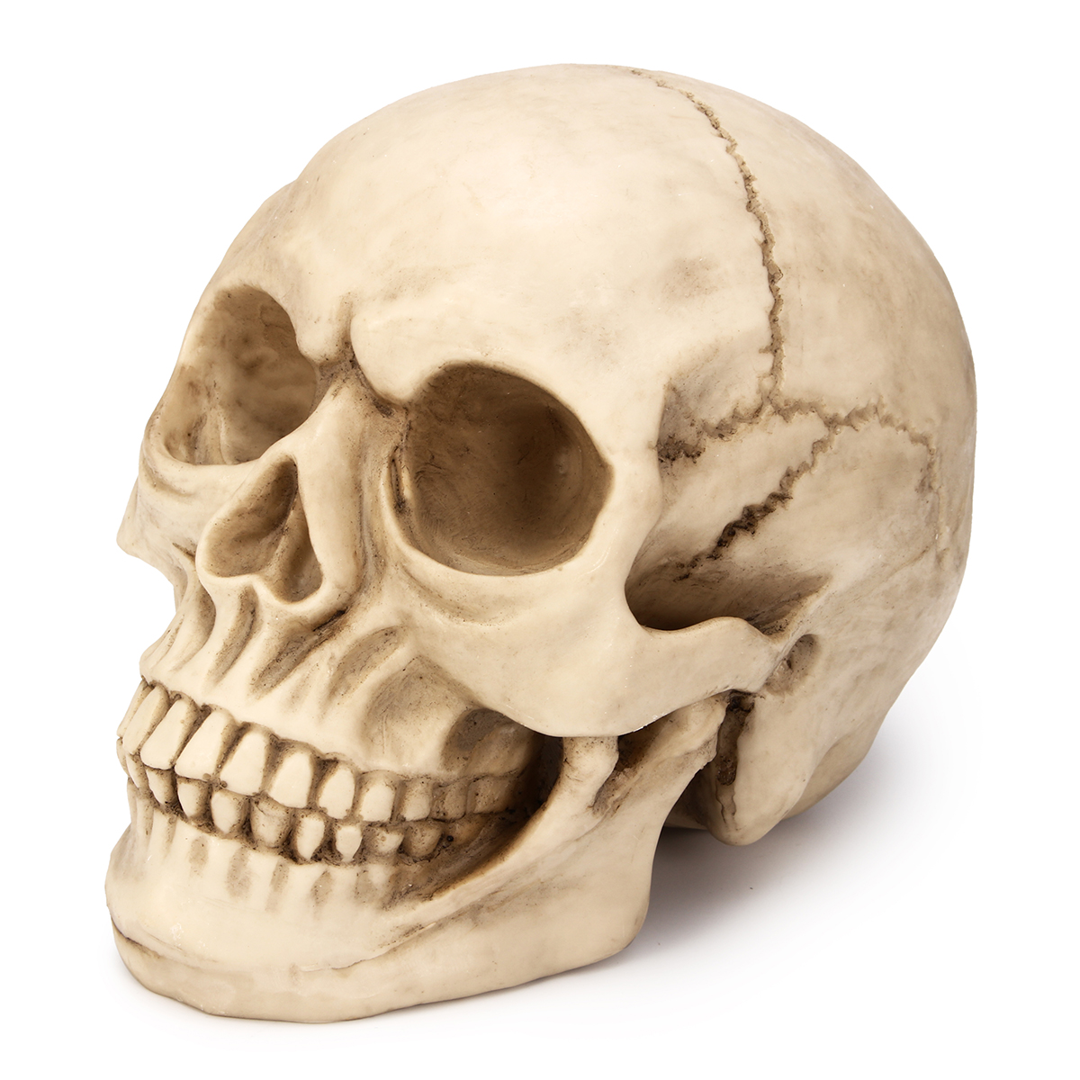 Изображение черепа человека