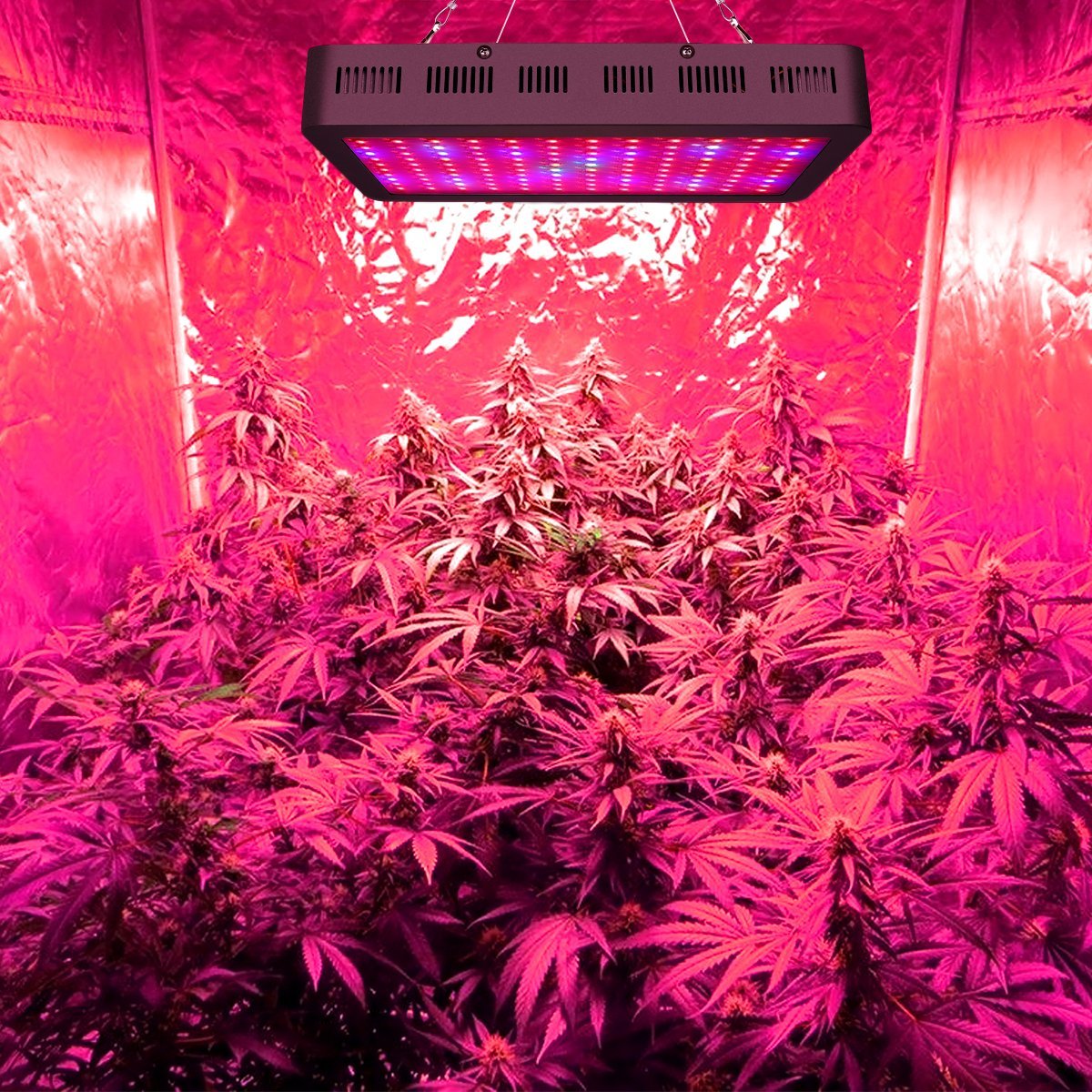выращивание марихуаны лампы