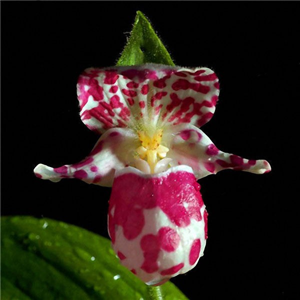 

Egrow 200pcs / Сумка Редкий Orchid Bonsai Растение Семена Цветок естественного роста Семена для дома Сад