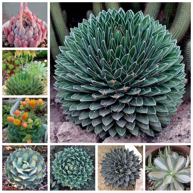 

Egrow 100Pcs/Pack Aloe Cacti Agave Seeds Rare Succulent Plants Indoor Planta Agave-Americana Potted Agave Plants For Home Garden