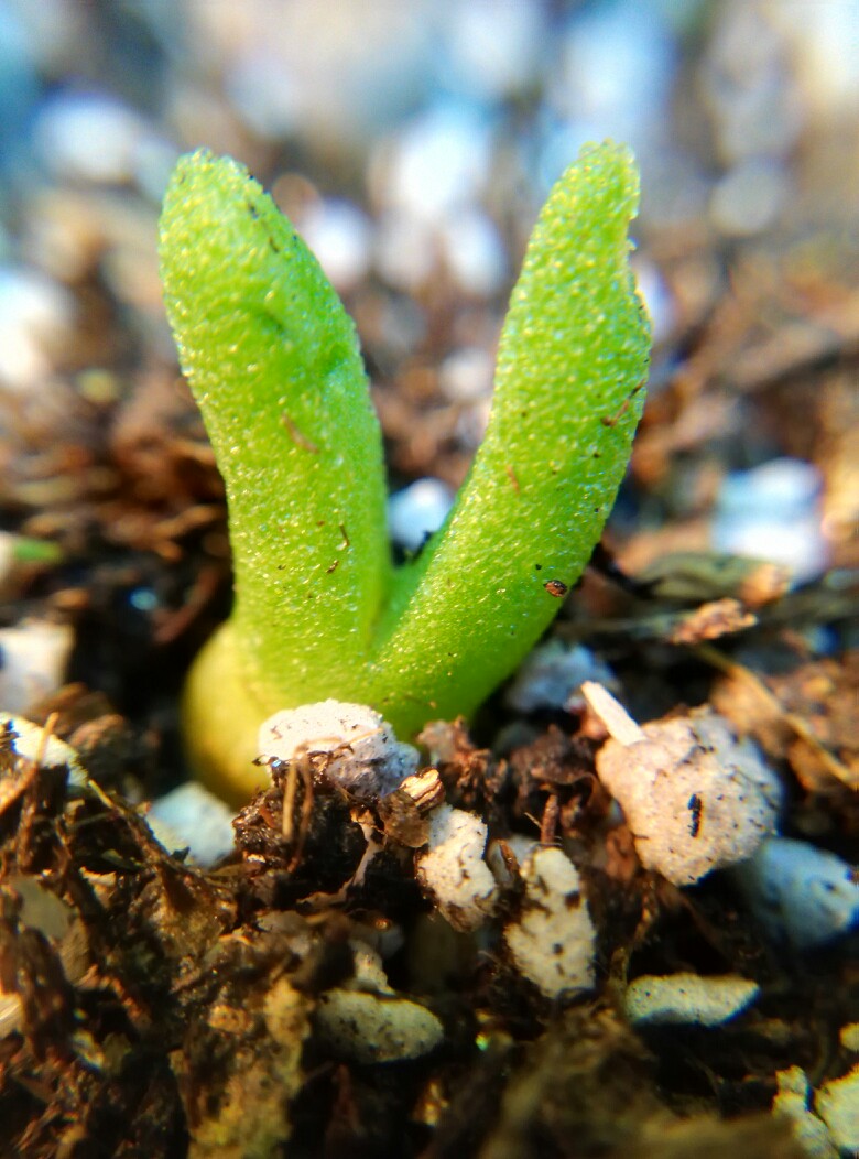 monilaria obconica succulent plant