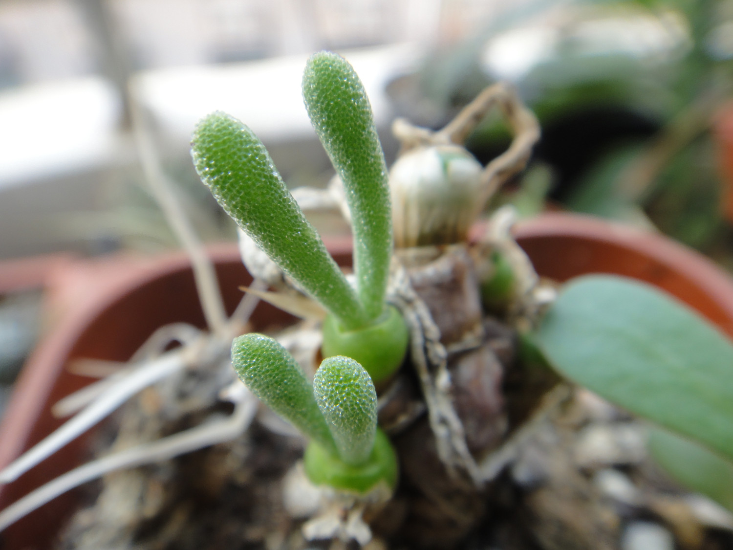 monilaria obconica succulent plant