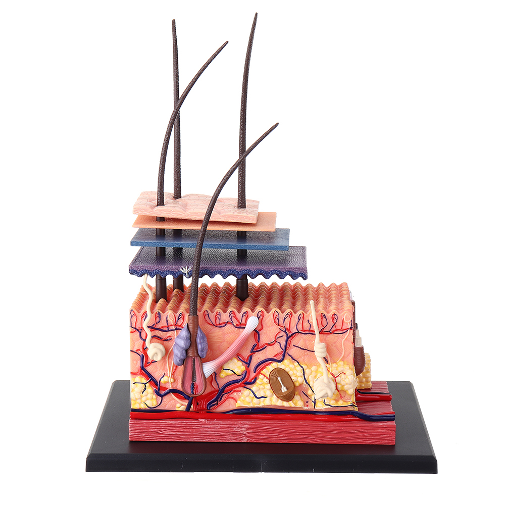 

4D Master STEM Skin Hair Human Body Organ Anatomical DIY Teaching Medical Model Puzzle Assembly Decor Toy Gift