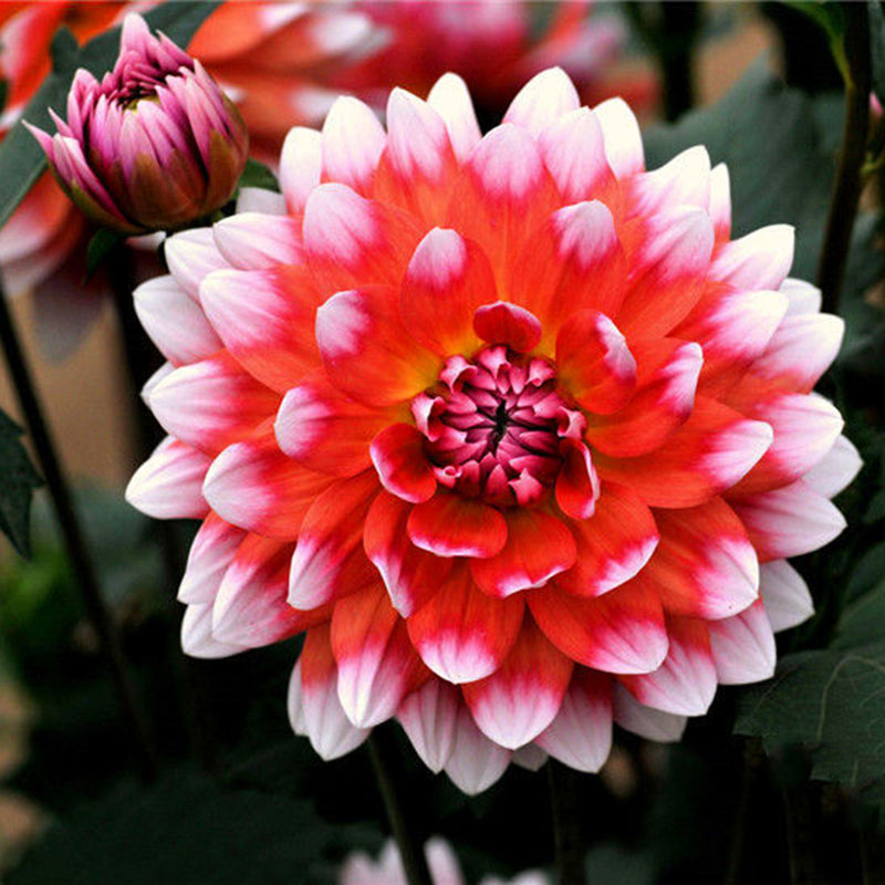 

Egrow 100шт / уп Dah lia Семена китайский Редкий цветок красивый многолетний бонсай в помещении или На открытом воздухе цветов Растение для дома С