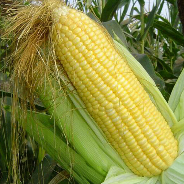 

Egrow 30Pcs / Pack Желтая кукуруза Семена Сад Фарм-двор Посадка органических фруктов Овощной Семена