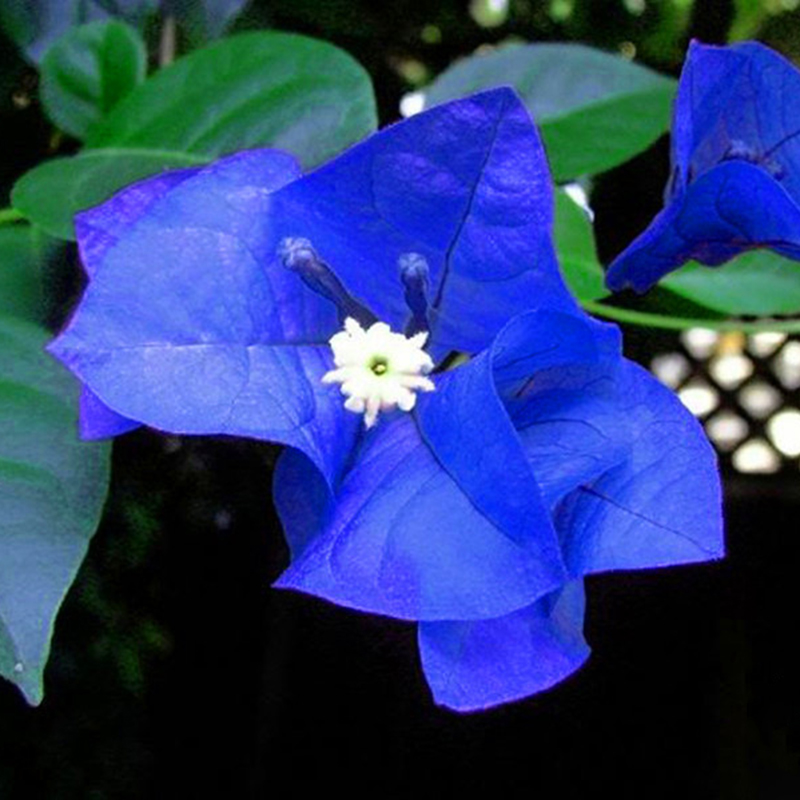 

Egrow 100 Pcs/Pack Bougainvillea Seeds Unique Blue Bougainvillea Spectabilis Garden Perennial Bonsai Plant Flower Planta