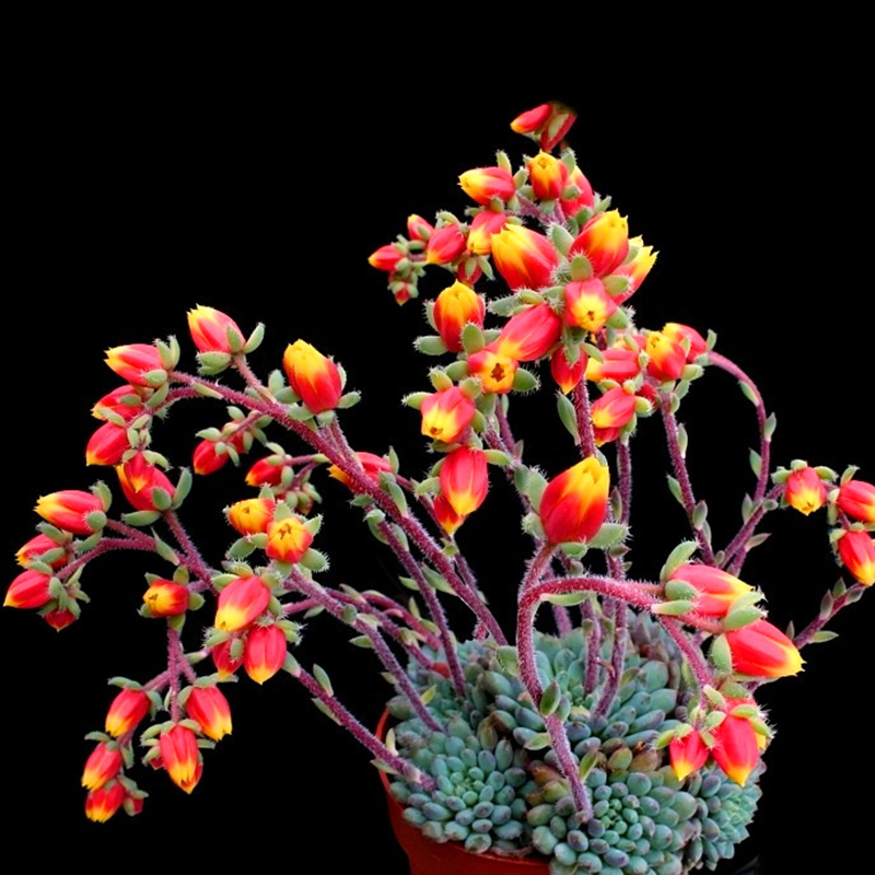 

Egrow 20Pcs/Pack Cactus Seeds Cactus Rebutia Variety Flowering Color Cacti Rare Cactus Garden Office Mini Succulent Plant