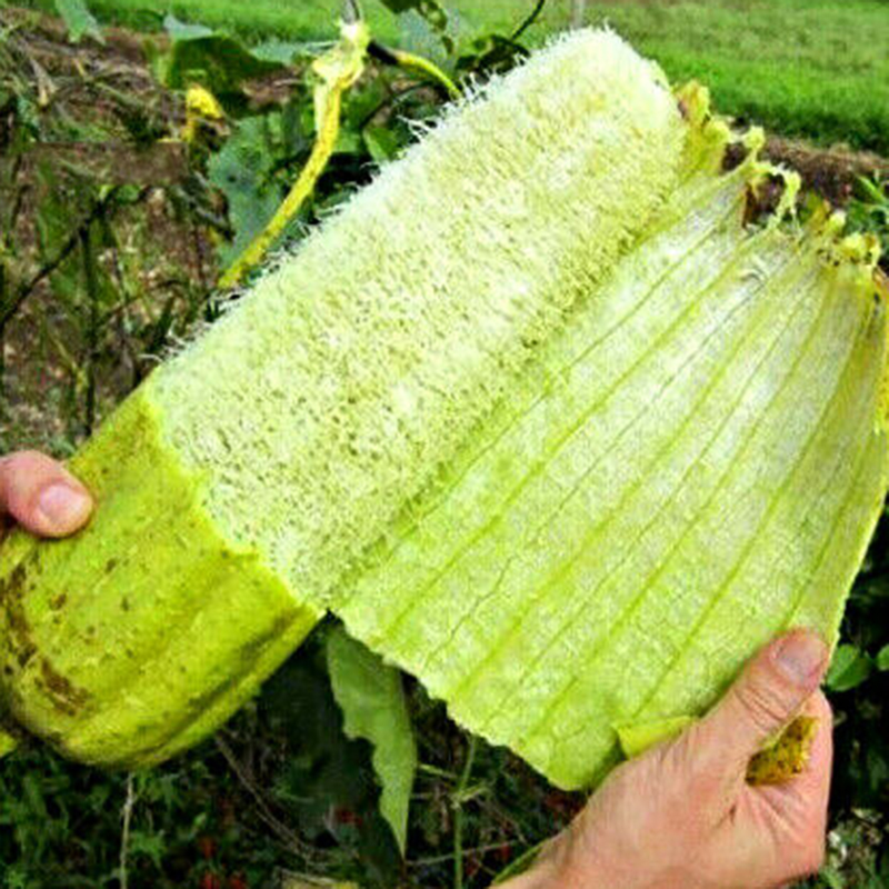 Egrow 10 st / paket Loofah frön kalebass grönsaksluffa för trädgårdsväxt.
