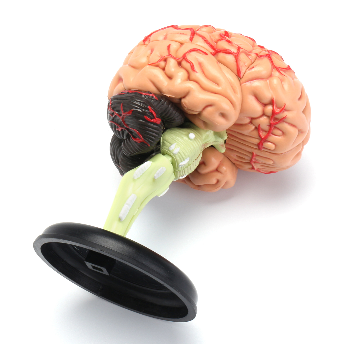 Brain 106. Модель мозга человека. Муляж мозга. Модель мозга человека анатомическая. Макет мозга.