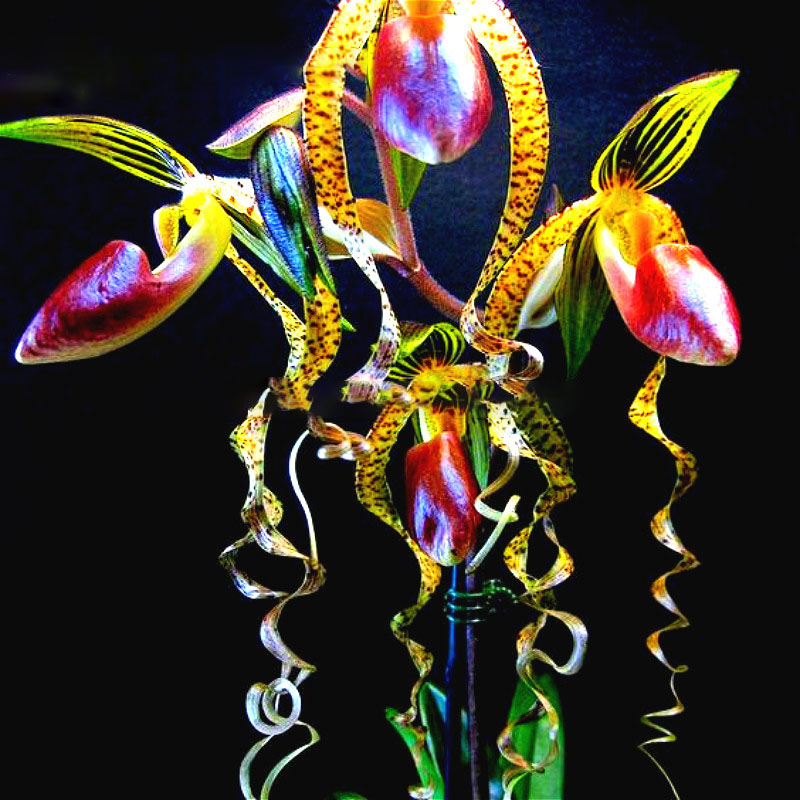 

Egrow 20pcs / Сумка Sementes Orchid Семена Редкий Цветочная орхидея Семена Для дома Сад Растения