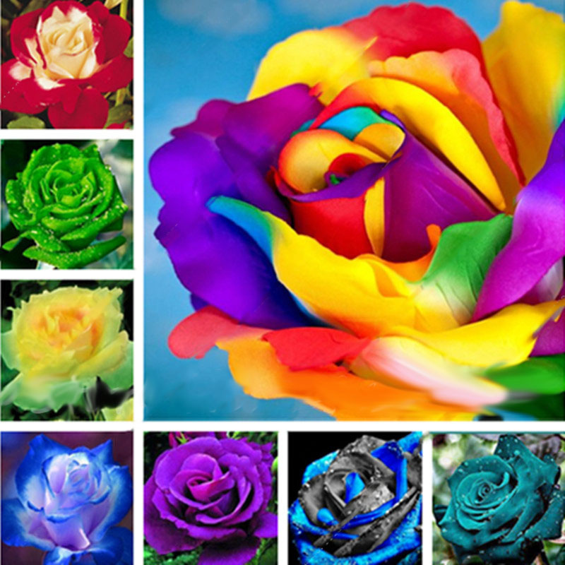 

Egrow 100 шт Красочные Редкий Роза Семена Сад DIY Цветочные Бонсай Многолетние растения Семена
