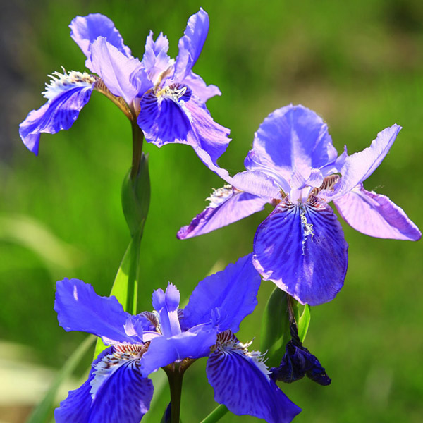 

100pcs Mixture Colors Iris Flower Seeds Garden Balcony Perennial Herb Ornamental Plant