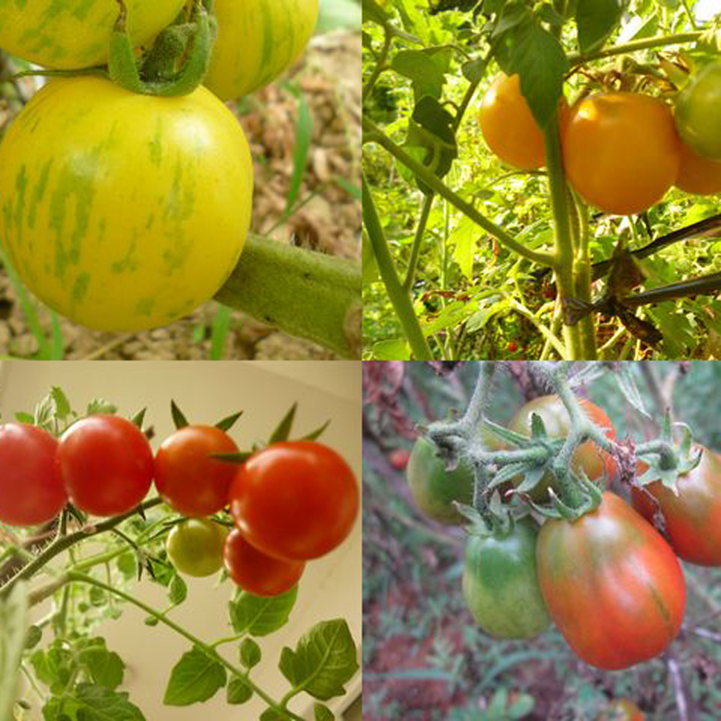 100stk Regenbogen-Tomate sät bunten Bonsais-organischen Gemüse-Samen-Garten 