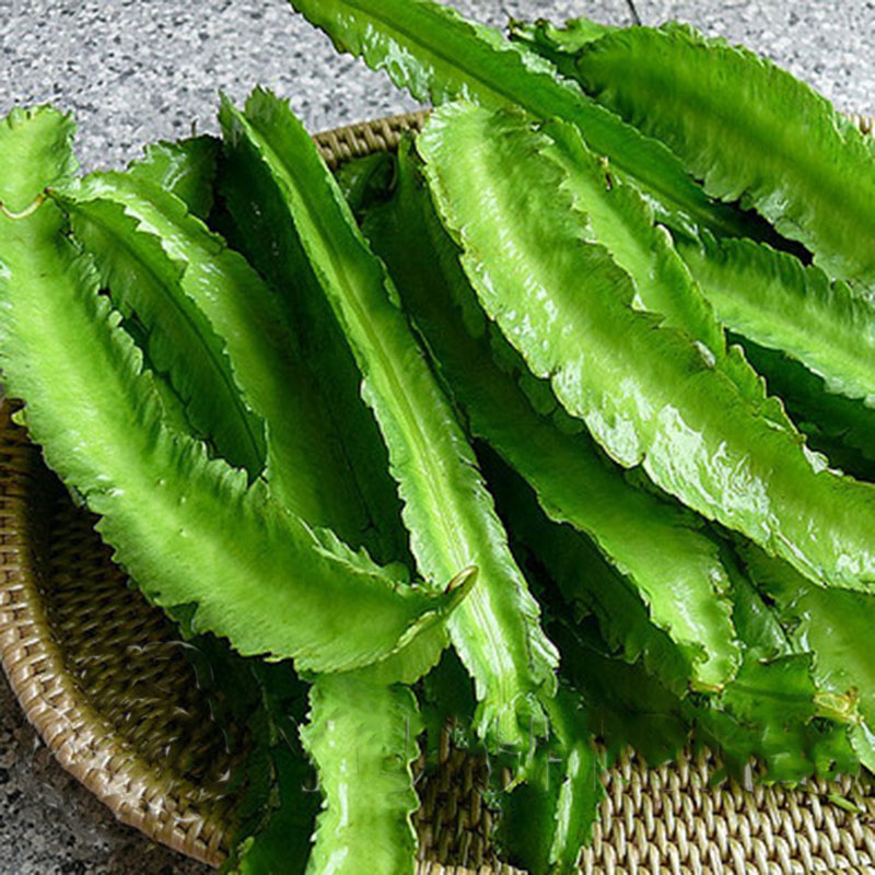 

Egrow 20Pcs/Pack Winged Bean Seeds Asian Psophocarpus Tetragonolobus Bonsai Vegetable Plants Seeds