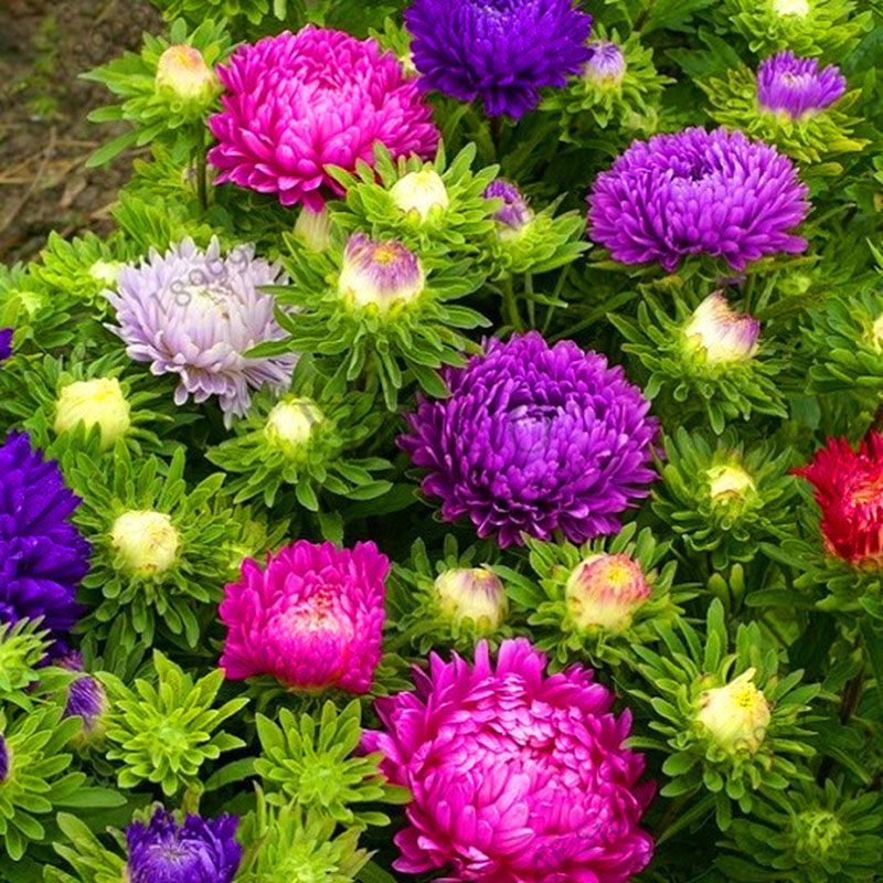 

Egrow 30Pcs/Pack Multi-color Aster Bonsai Seeds Chinese Chrysanthemum Flower Garden for Home Gaden Plants