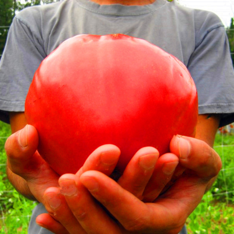 

Egrow 100 Pcs/Pack Giant Tomato Seeds Organic Fruit Red Strawberry Tomato Bonsai Fresh Vegetable Solanum lycopersicum Po