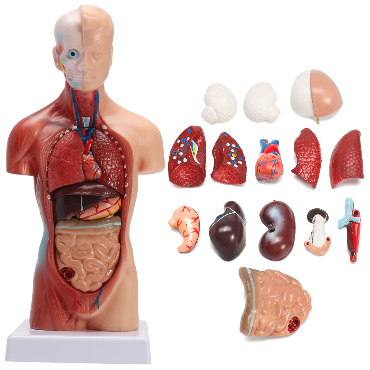 

STEM Human Torso Body Anatomy Medical Model Heart Brain Skeleton Medical School Educational