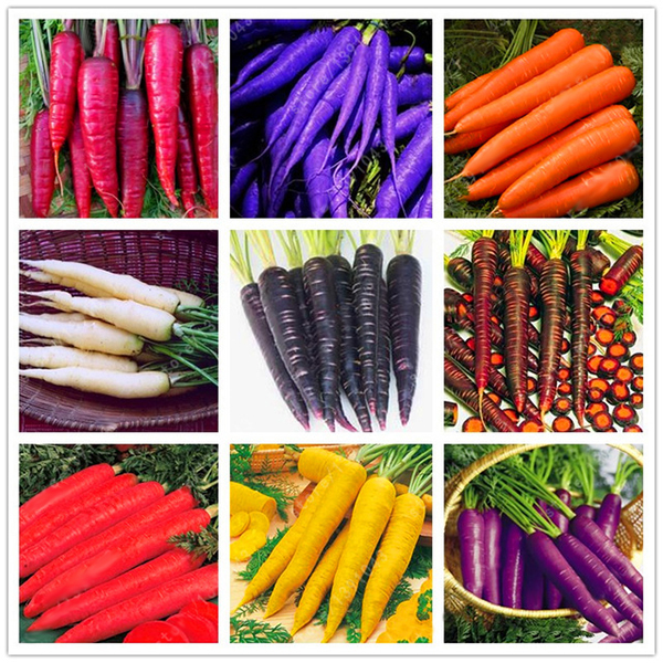 

Egrow 500 шт. / Упаковка Colorful Морковь Семена Красный Белый Фиолетовый Ориганный Здоровый Овощной Растение Семя