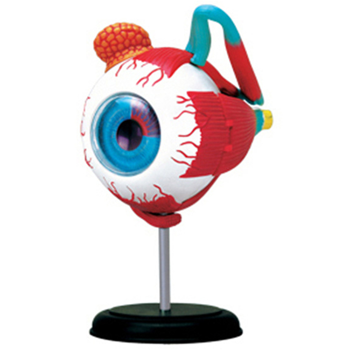 

4D Human Eyeball Teaching Model Separately Study Learning Instrument Science Toy