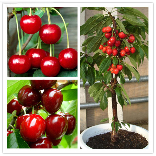 

Egrow 20 Pcs/Bag Cherry Seeds Home Indoor Fruit Bonsai Dwarf Cherry Tree Seed Planting