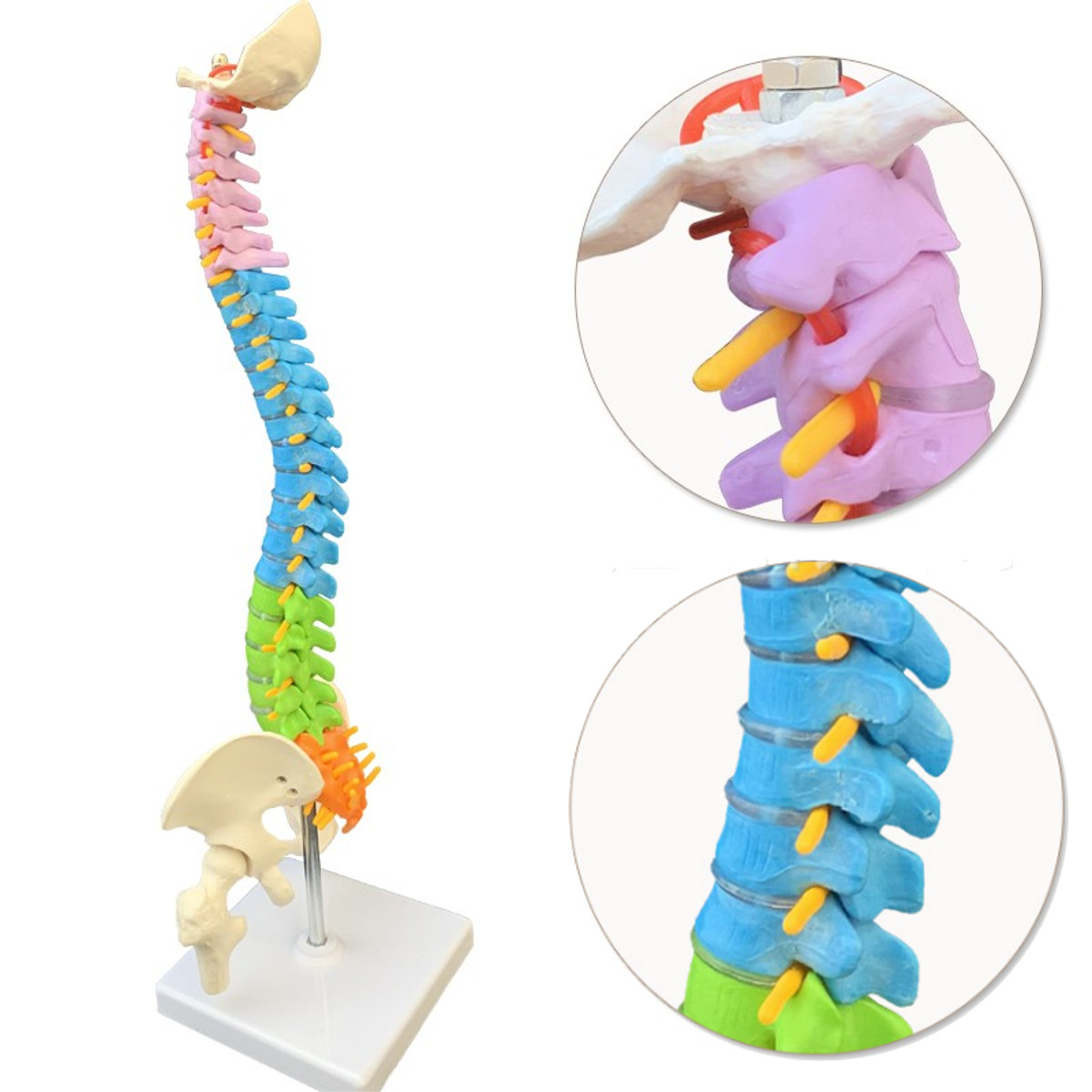 

45cm Colorful Vertebral Column Human Spine Anatomical Model Skeleton Medical Science Education