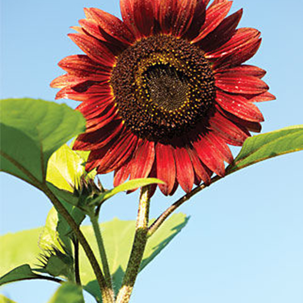 Egrow 20Pcs / Pack Wine Red Sunflower Семена Сад Декоративные растения Горш...