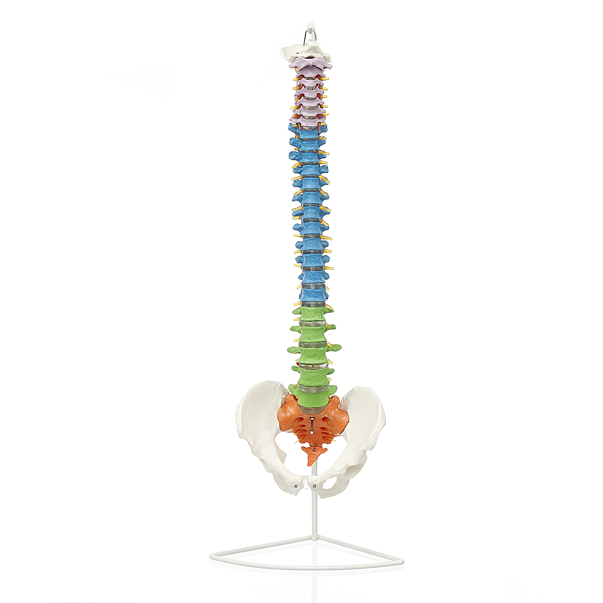 

85cm Life Size Colored Flexible Spine Anatomical Model Human Vertebral Column w/ Femurs Pelvis Nerves Floor Stand Anatomy Medical Model