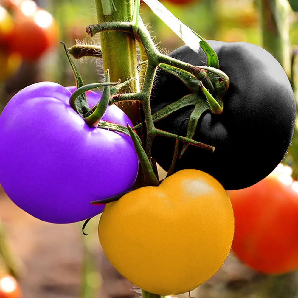 Egrow 100Pcs Rainbow Tomato Seeds Colorful Bonsai Organic Vegetables and Fruits Seed Home Garden