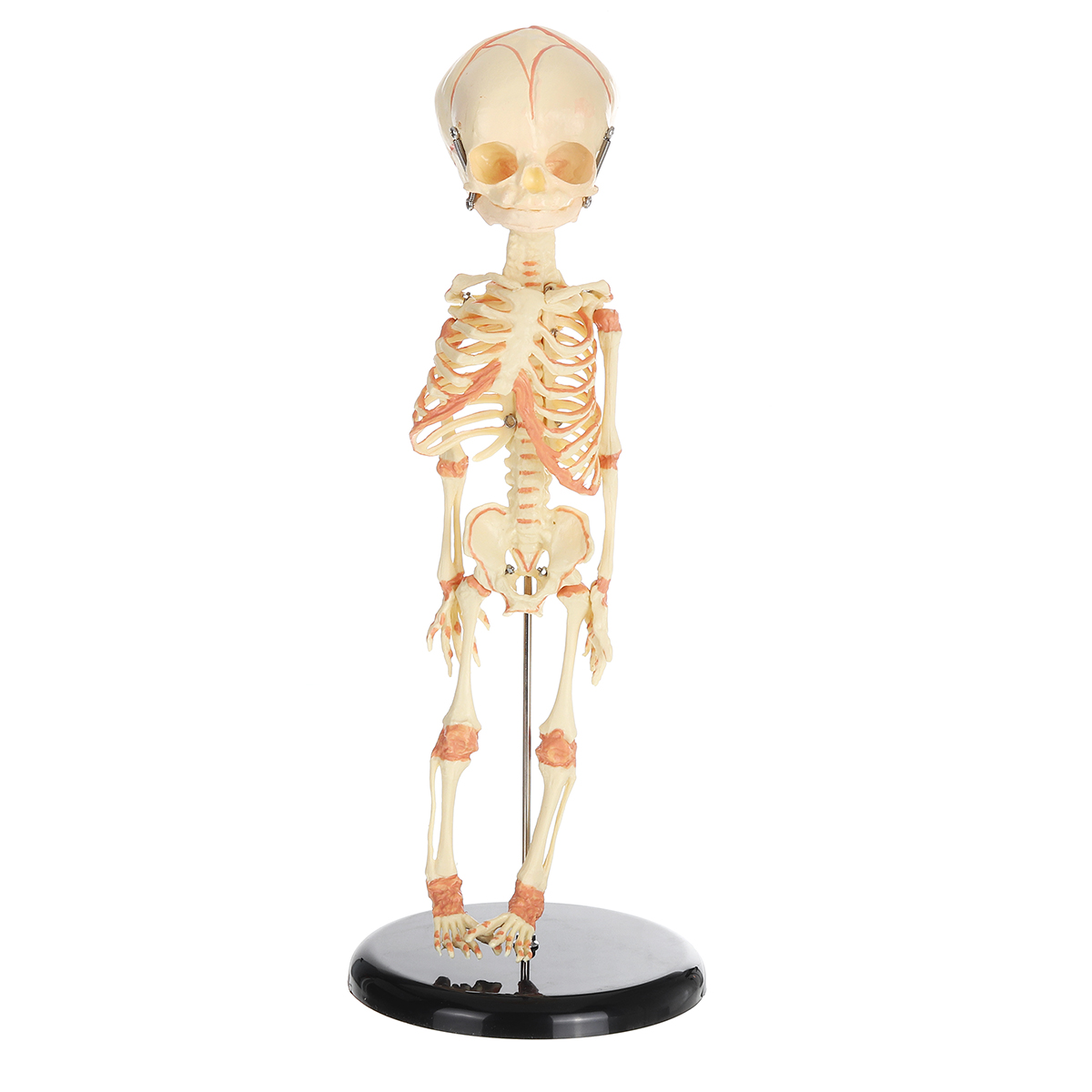 

36cm Human Baby Fetus Skeleton Specimen Halloween Prop Horror Sideshow Freak Medical Model