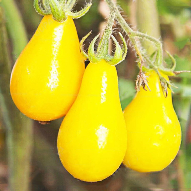

Egrow 50Pcs/Pack Yellow Tomato Seeds Rare Tomato Plants Organic Vegetable & Fruit Potted Planting For Home Garden