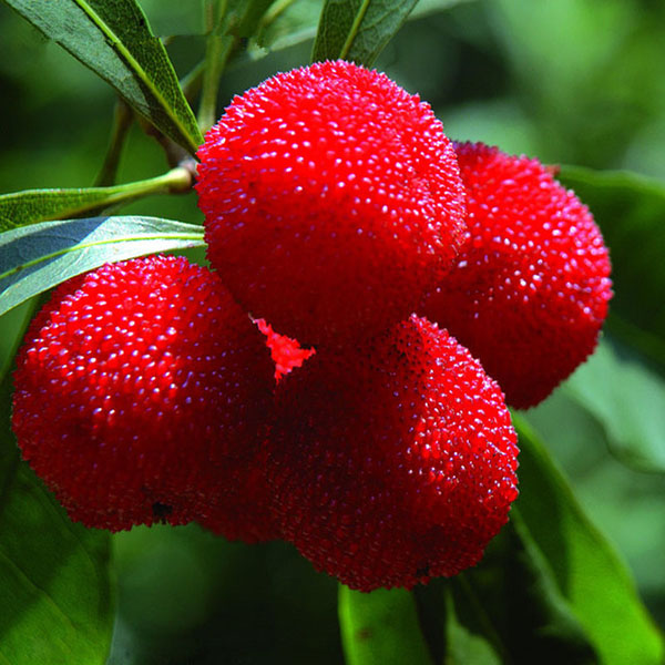 

Egrow 10Pcs/Pack Arbutus Seeds Delicious Sweet Sour Chinese Fruit Seeds Farm Garden Plants Tree Seed