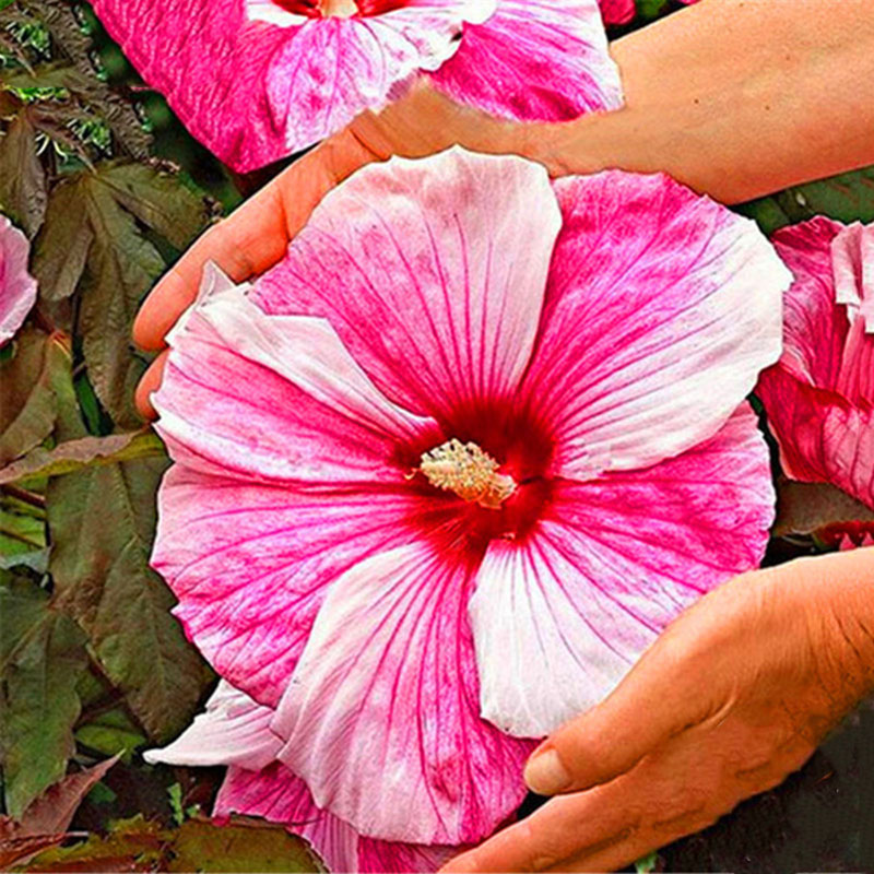 

Egrow 50 Pcs/Pack Giant Hibiscus Seeds Flower Flores Beautiful Flower Bonsai Plant DIY Home Garden