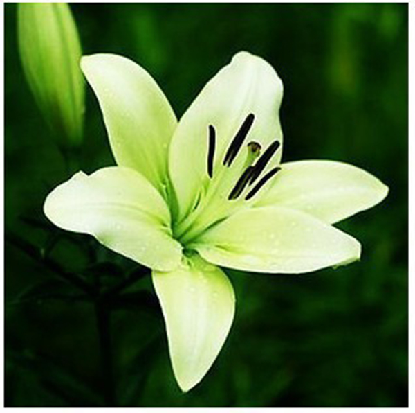 

Egrow 100Pcs/Pack Perfume Lily Seeds Home DIY Decoration Potted Flower Seeds Plants Bonsai