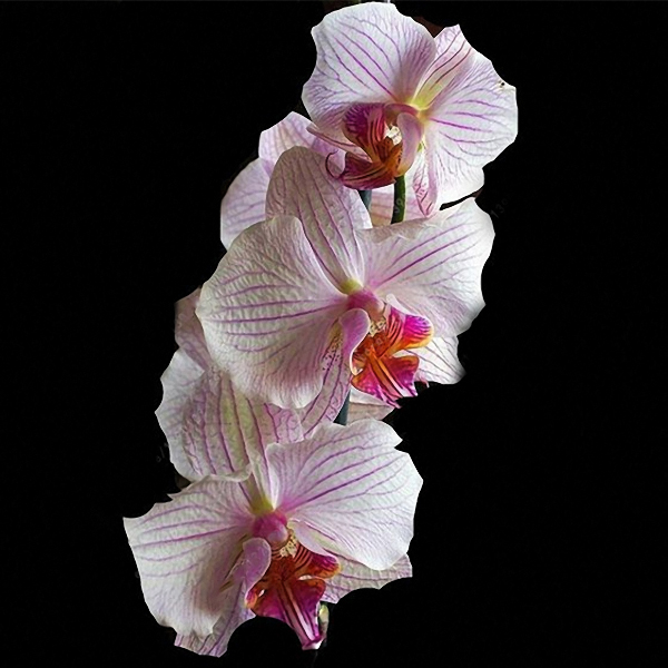 

Egrow 100Pcs/Bag Cymbidium Orchid Seeds Silk Butterfly Orchid Plants Flower Wedding Decoration Seeds Home Decoration Cym