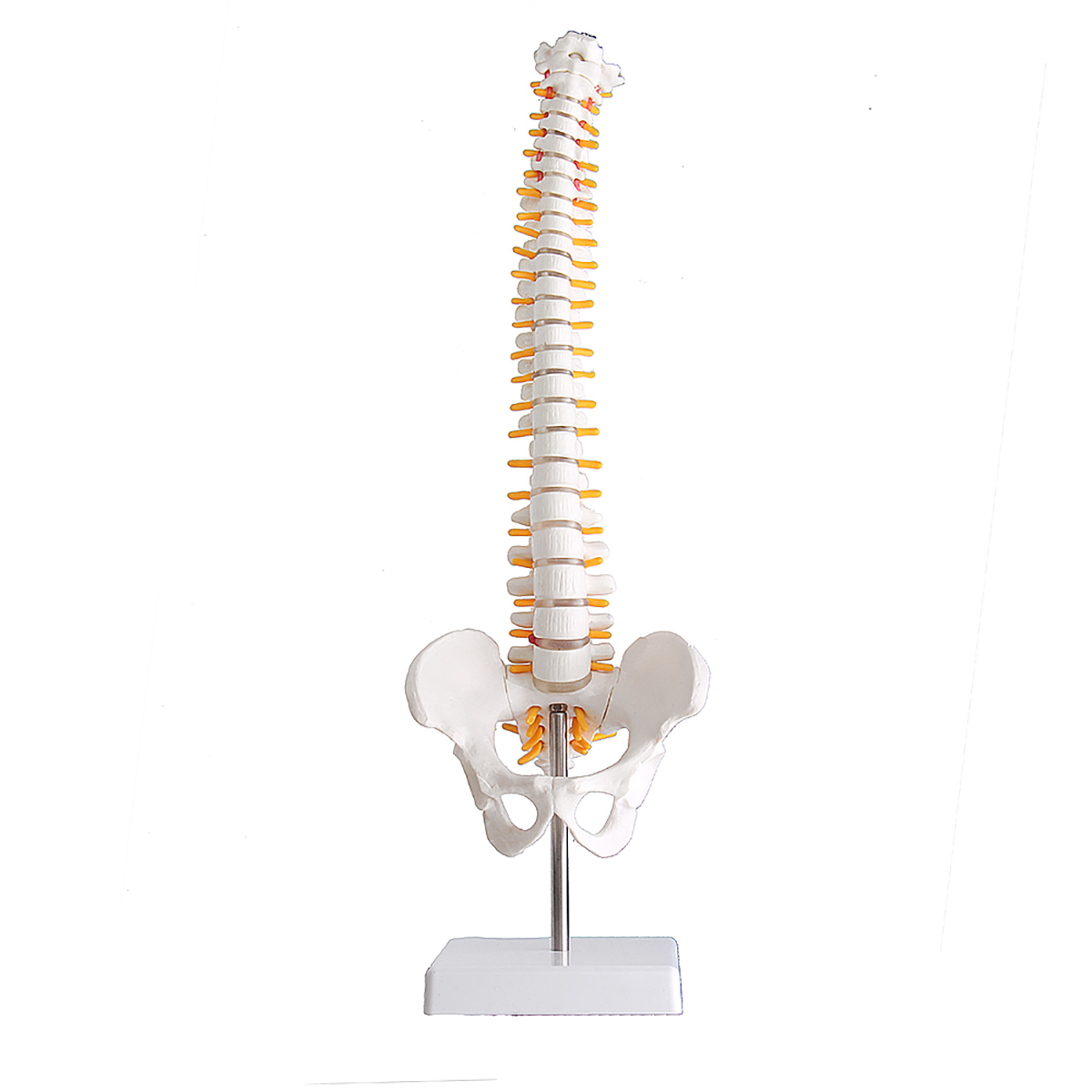 

Lifesize Human Vertebral Column Model Spine Anatomy Model Vertebrae Skeleton Nerves Medical Model
