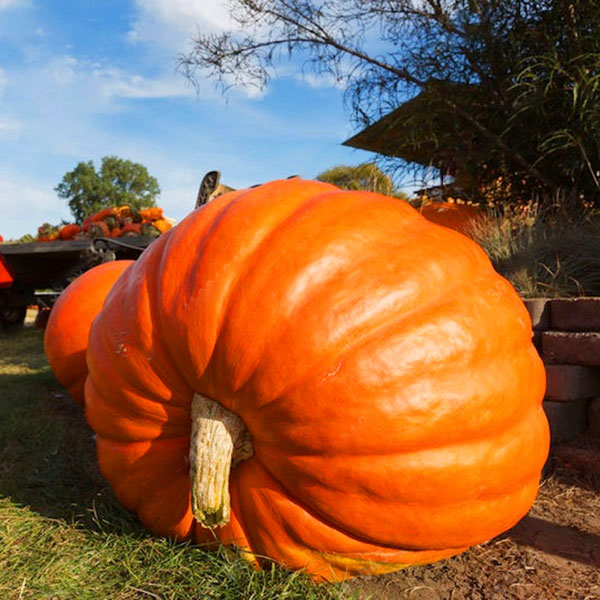 

Egrow 10Pcs/Pack Giant Pumpkin Seed Big Squash Ornamental Ground Vegetable Seed Halloween Decoration