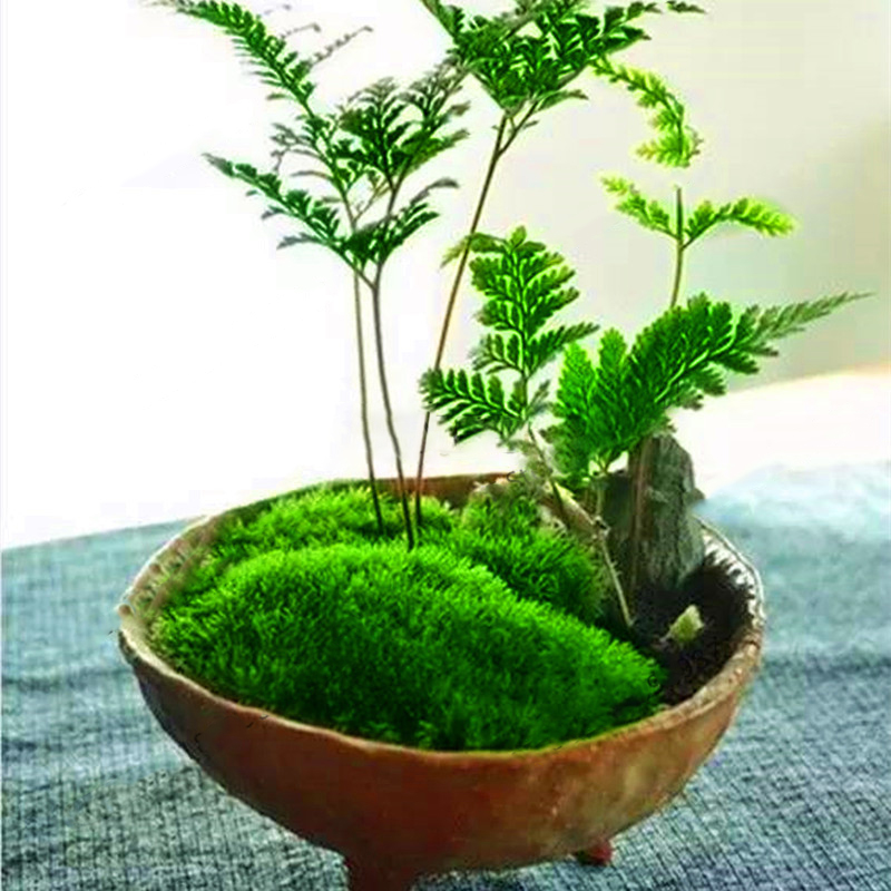 Details about   Antlers Moss Bonsai Sagina Subulata Decorative Grass Plants Garden 200 PCS Seeds 