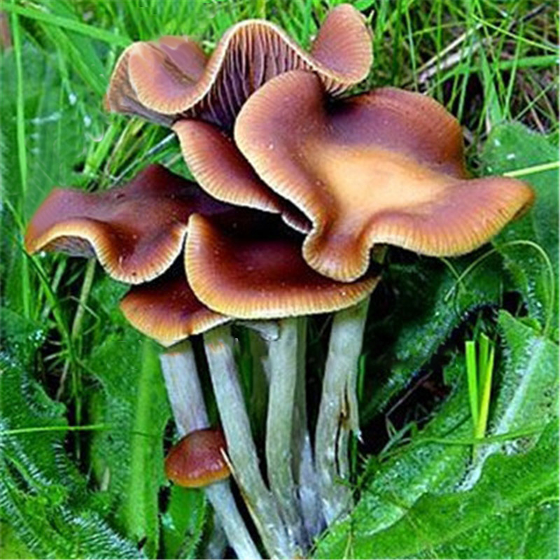 

Egrow 50Pcs / Pack Mushroom Семена Swamm Succlents Plants Семена Органические растения